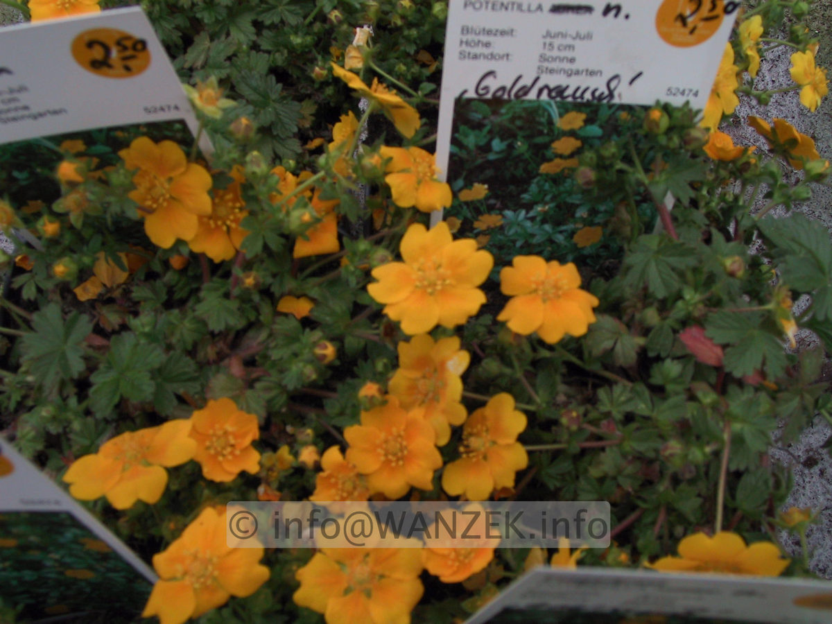 Potentilla neumanniana Goldrausch 02 unscharf.jpg